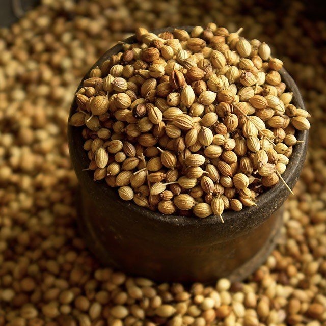 Fresh Coriander Seeds